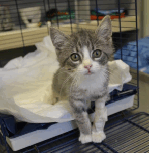 Un gatto medicato dopo un problema alla zampa Un gattino grigio e bianco con una zampa anteriore fasciata si trova in una gabbia foderata con un'imbottitura bianca e guarda direttamente la telecamera con occhi spalancati dopo aver ricevuto le cure dei Servizi Veterinari.