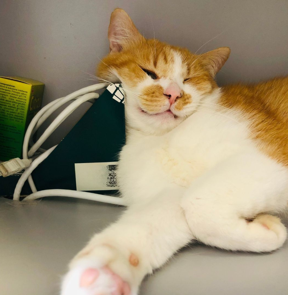 Un gatto bianco e rosso è sdraiato con gli occhi socchiusi, è Finferlo la mascotte ufficiale della clinica veterinaria a Codroipo. Il gatto sembra rilassato e soddisfatto, con una zampa allungata, mentre una scatola e alcuni cavi sono nelle vicinanze.