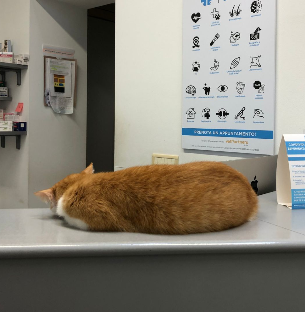 Un gatto bianco e rosso è sdraiato su un bancone con la testa rivolta verso l'esterno, in quella che sembra essere una Clinica Veterinaria. Sullo sfondo sono visibili un poster con simboli medici e un portadepliant.