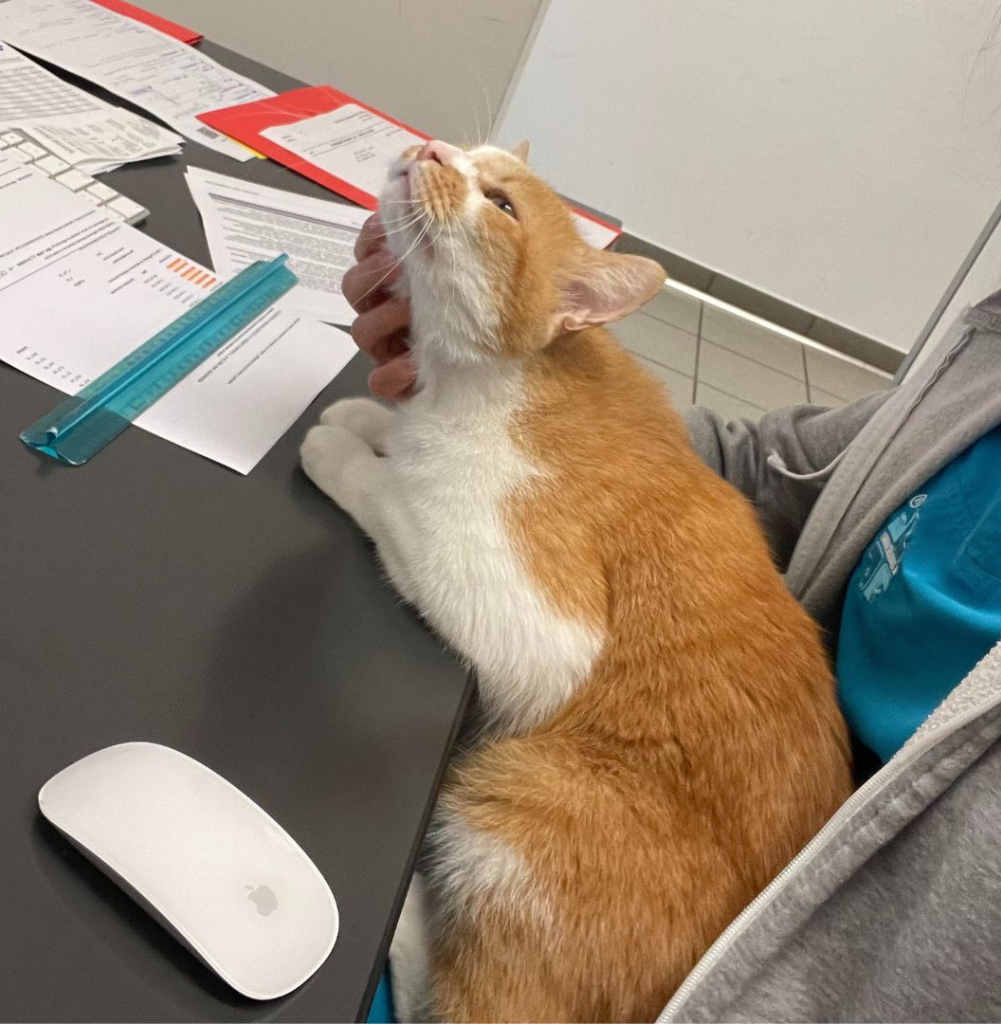 Un gatto bianco e rosso siede sulle ginocchia di una persona alla scrivania e si gode i grattini sul mento. Accanto a fogli, un righello blu e un mouse per computer, l'accogliente scena potrebbe provenire direttamente dalla sala d'attesa della clinica veterinaria. La persona indossa una giacca grigia e una camicia verde acqua. Il gatto è Finferlo, la mascotte ufficiale de La Clinica degli Animali.