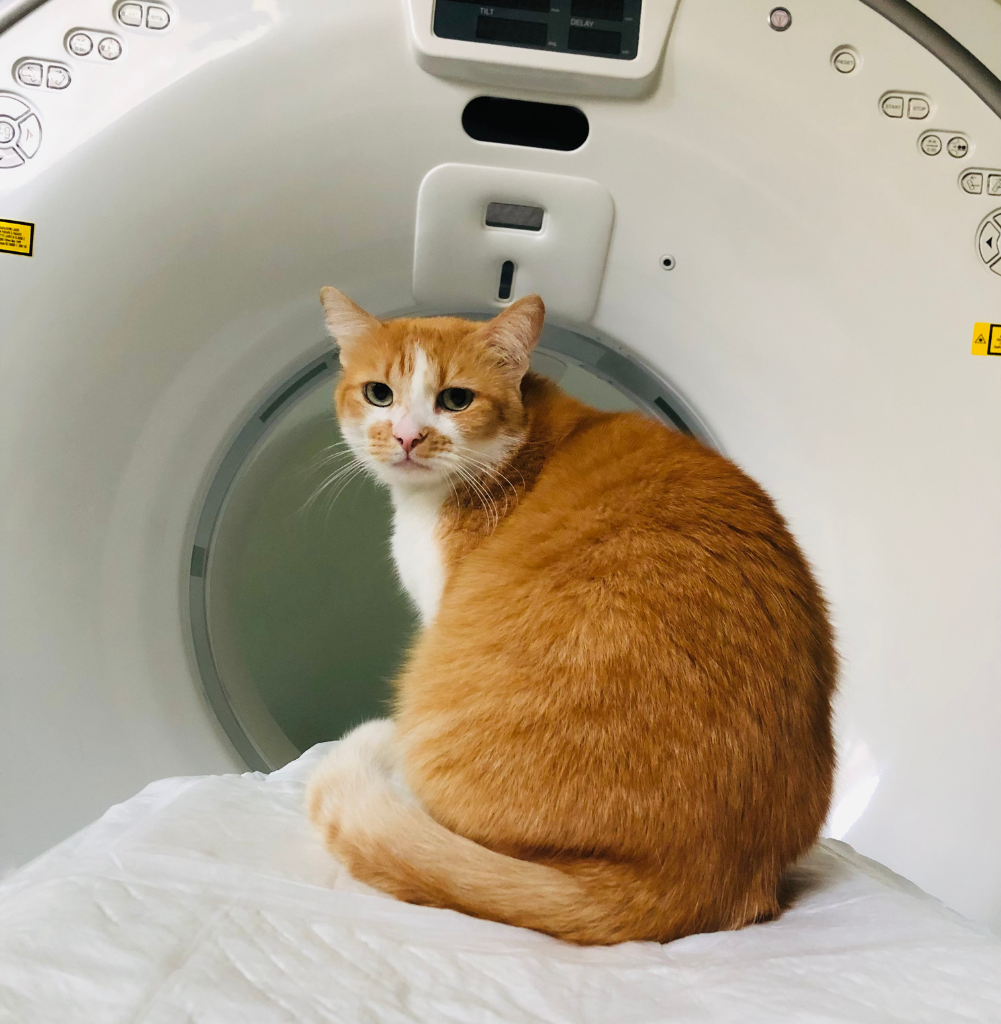 Un gatto bianco e arancione siede su un lenzuolo bianco davanti a una macchina per immagini mediche, forse una TAC, e guarda verso la telecamera.