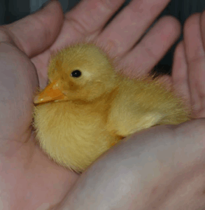 Un piccolo anatroccolo giallo con piume morbide e lanuginose è delicatamente cullato tra le mani di una persona, creando una sensazione di calore e cura, che riflette perfettamente la compassione che si trova nei Servizi Veterinari.