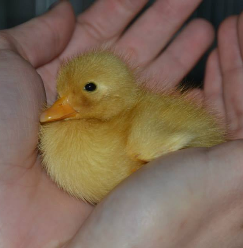 Un piccolo anatroccolo giallo con piume morbide e lanuginose è delicatamente cullato tra le mani di una persona, creando una sensazione di calore e cura, che riflette perfettamente la compassione che si trova nei Servizi Veterinari.