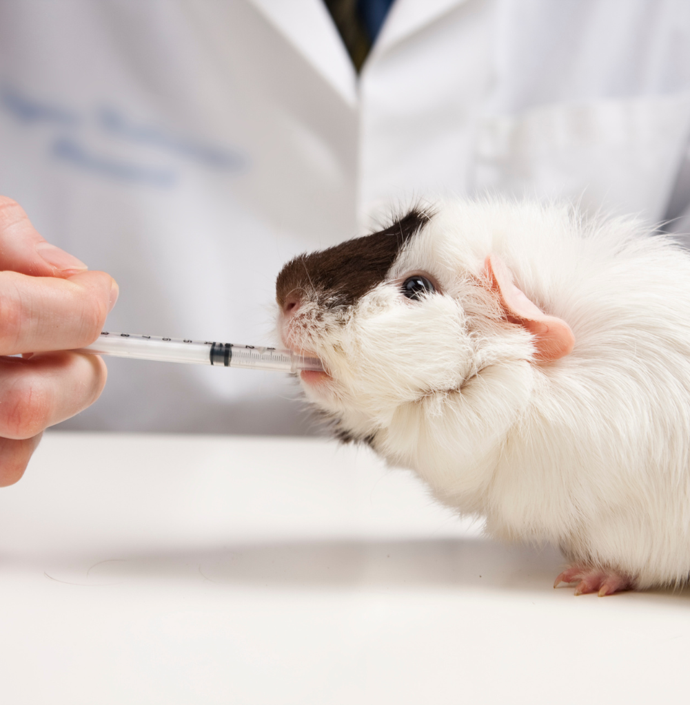 Un veterinario in camice bianco somministra una medicina a un porcellino d'India con una siringa su un tavolo bianco.