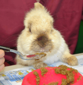 Un soffice coniglio di colore chiaro è seduto a un tavolo mentre qualcuno dei Servizi Veterinari gli dà da mangiare del cibo marrone-verdastro con un cucchiaio. Un piatto rosa con altro cibo è in primo piano, mentre sullo sfondo sono visibili persone vestite di marrone.