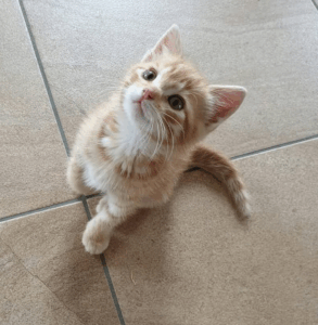 Un piccolo gattino soriano arancione con macchie bianche siede su un pavimento piastrellato, guardando in alto con occhi spalancati e curiosi, pronto per la sua prima visita ai Servizi Veterinari.