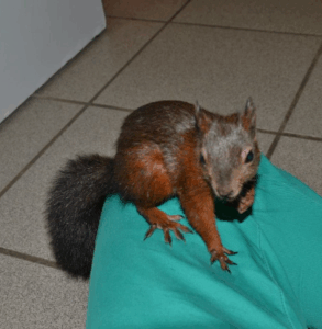 Un piccolo scoiattolo marrone e nero con la coda folta siede sui pantaloni verdi di qualcuno, stesi su un pavimento piastrellato all'interno, forse in attesa di un controllo ai Servizi Veterinari.