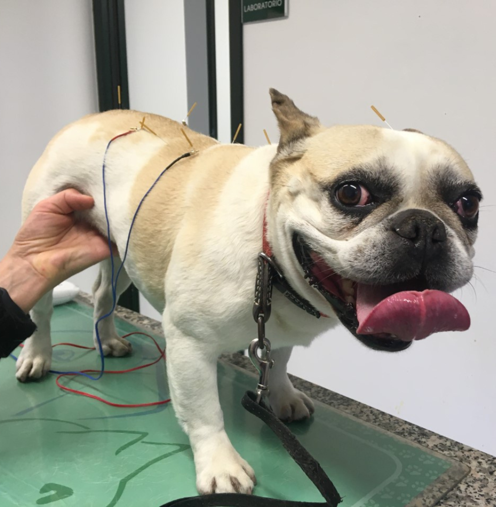 Un bulldog francese si trova su un tavolo da visita veterinario con aghi e fili per l'agopuntura lungo la schiena: un dolce promemoria dei diversi servizi veterinari disponibili. Una persona tiene in braccio con calma il cucciolo vigile, la cui lingua fa capolino in modo giocoso.